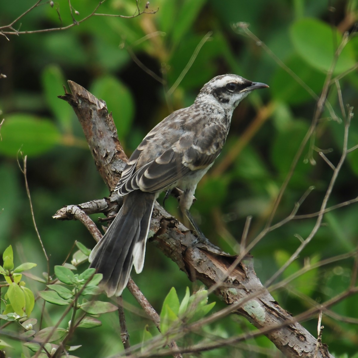 Long-tailed Mockingbird - ML488053271