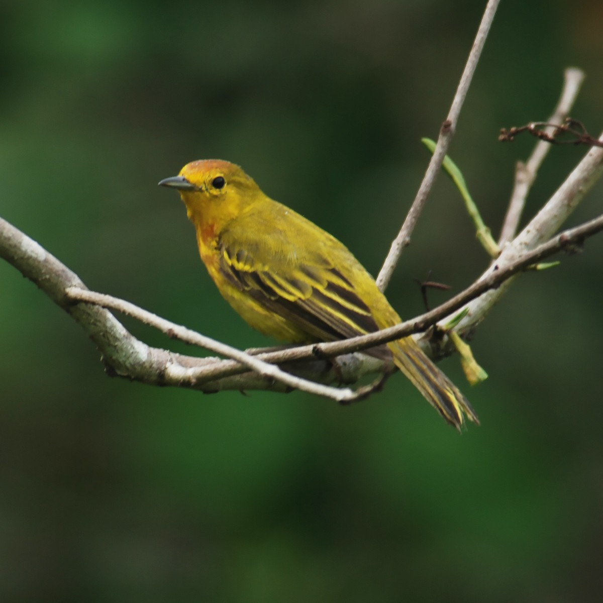 Yellow Warbler (Mangrove) - ML488053301
