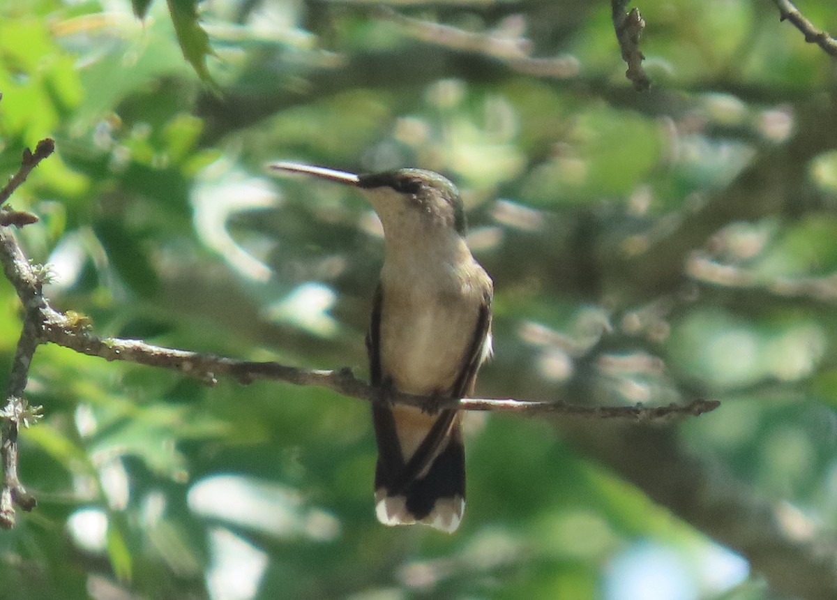 Colibrí Gorjirrubí - ML488053381