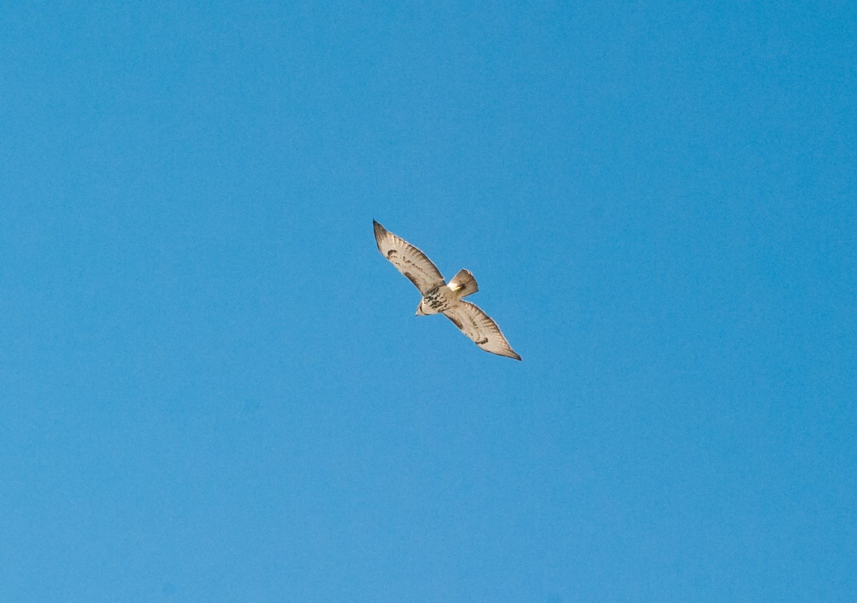 Red-tailed Hawk - ML48805341