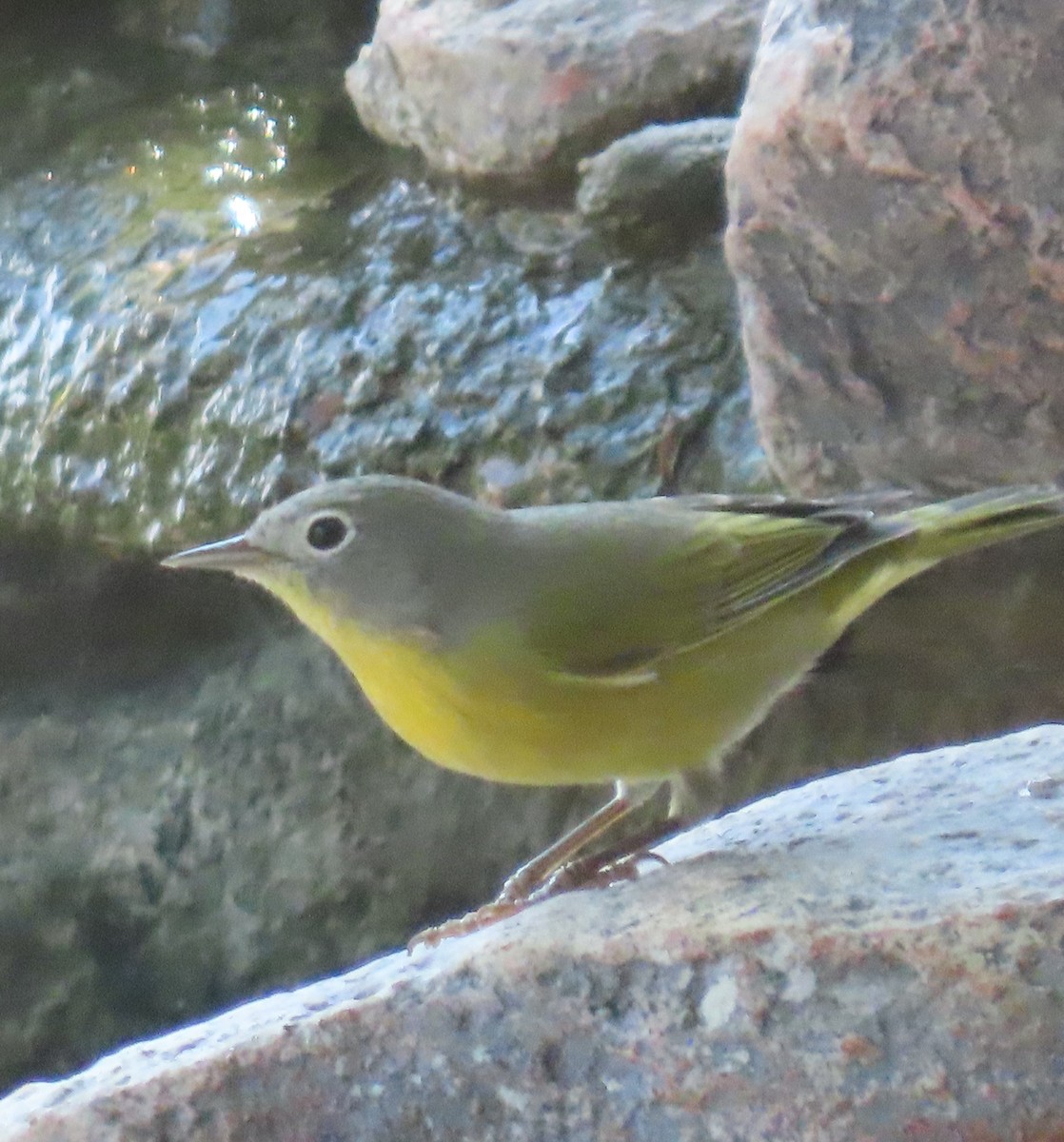 Nashville Warbler - Mike Crownover Sr.