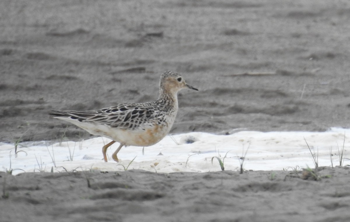 Buff-breasted Sandpiper - Fernando Angulo - CORBIDI