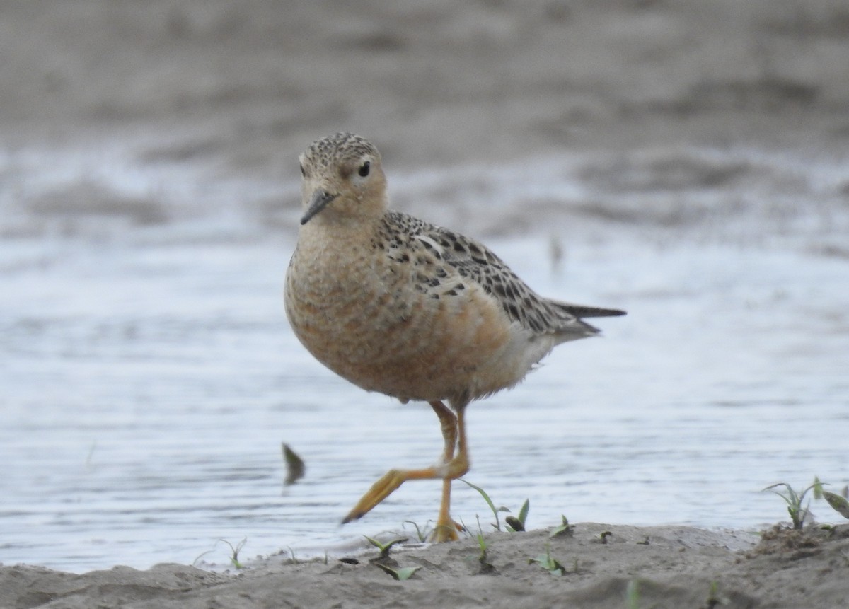 Buff-breasted Sandpiper - Fernando Angulo - CORBIDI