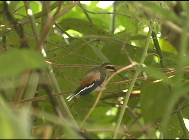 Planalto Hermit - ML488055