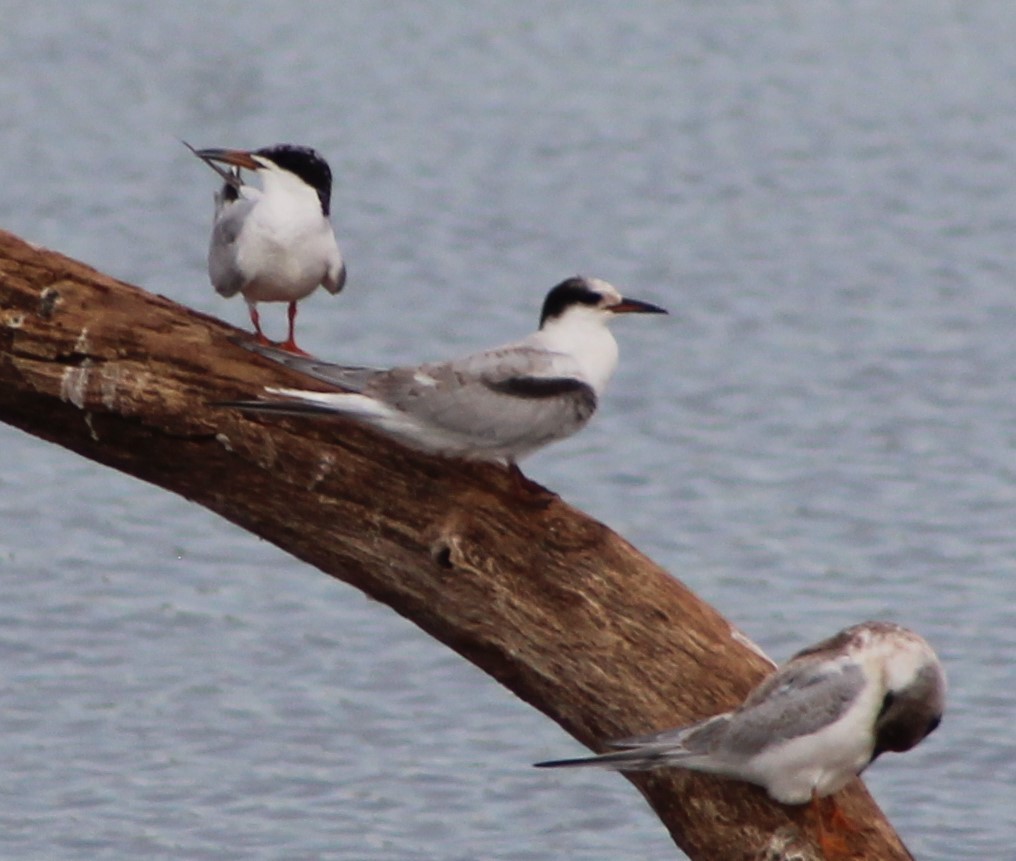 Common Tern - ML488055181