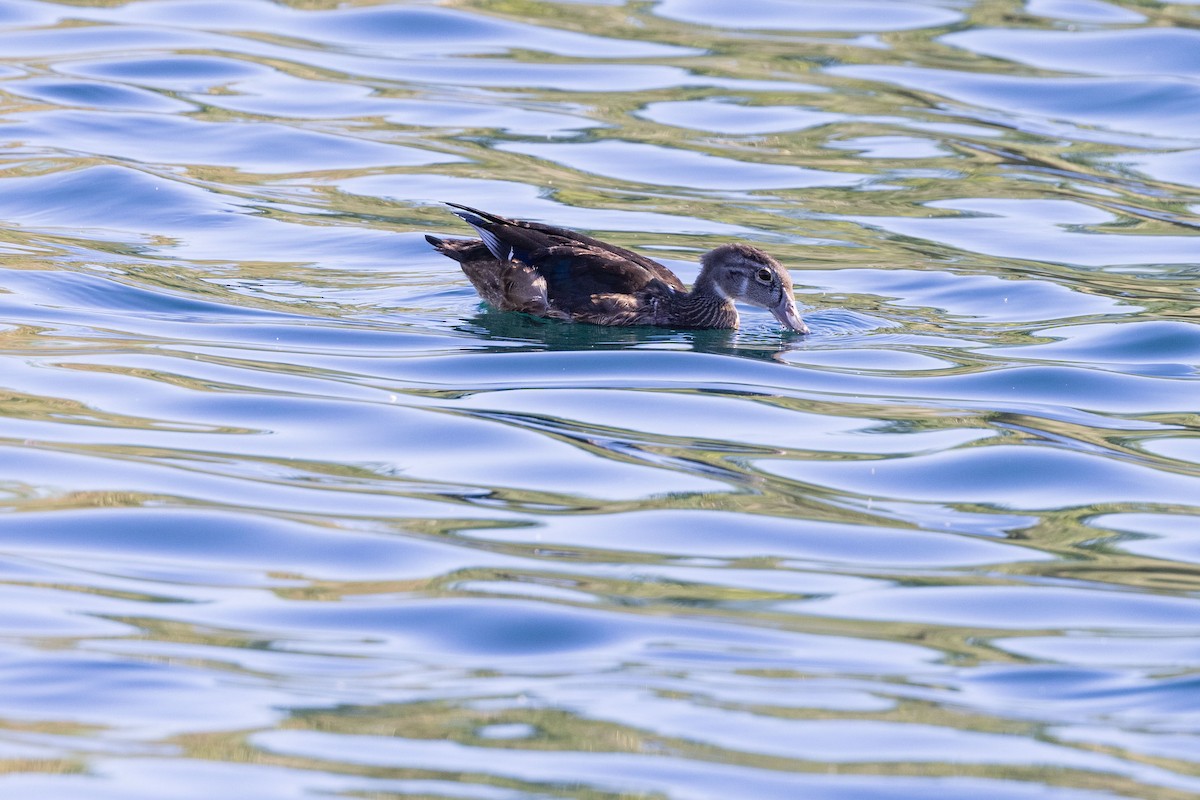 Wood Duck - ML488055401