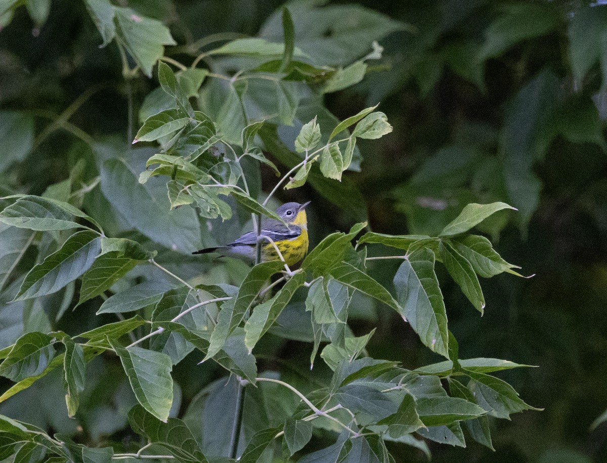 Magnolia Warbler - ML488056861