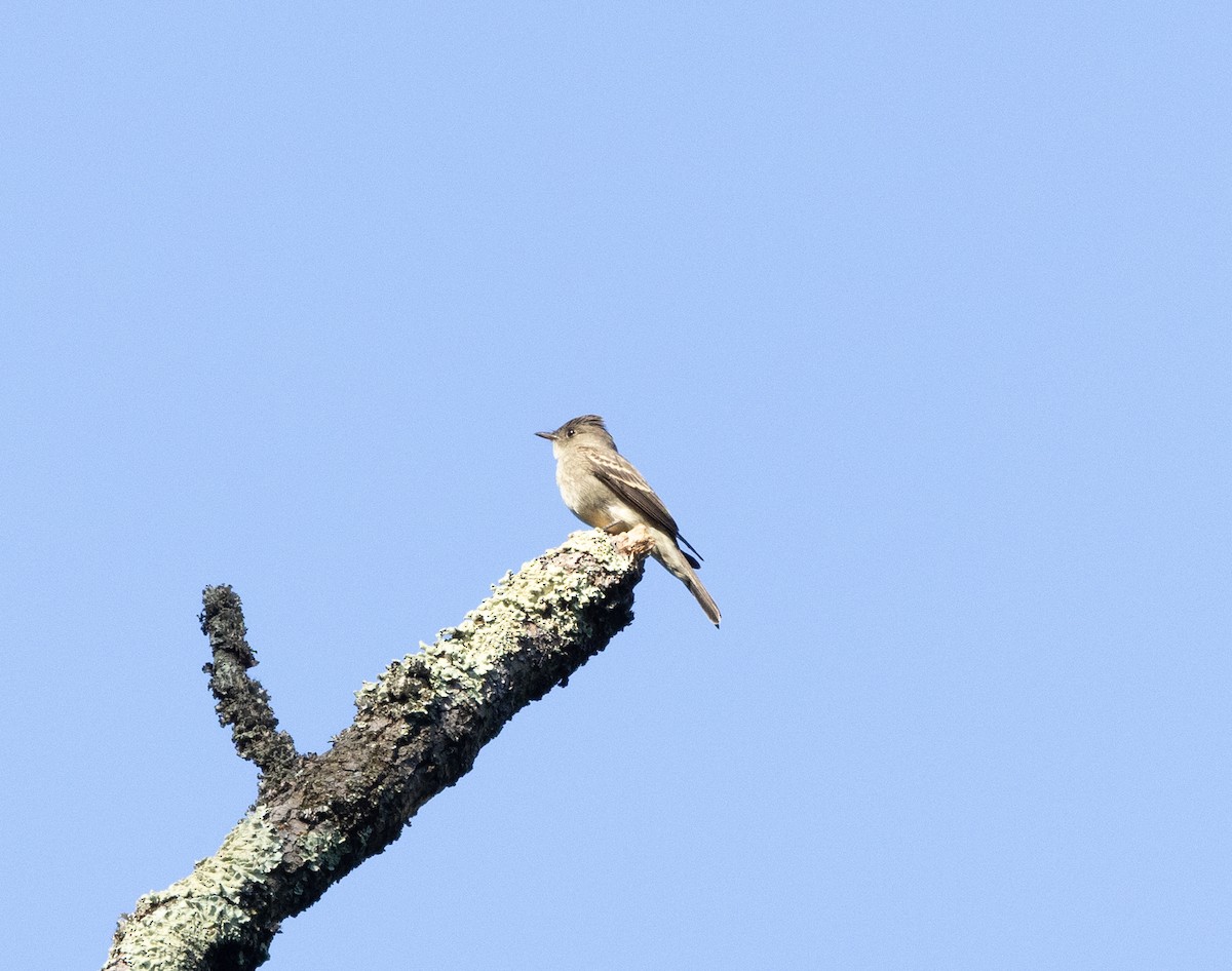 Eastern Wood-Pewee - ML488057481