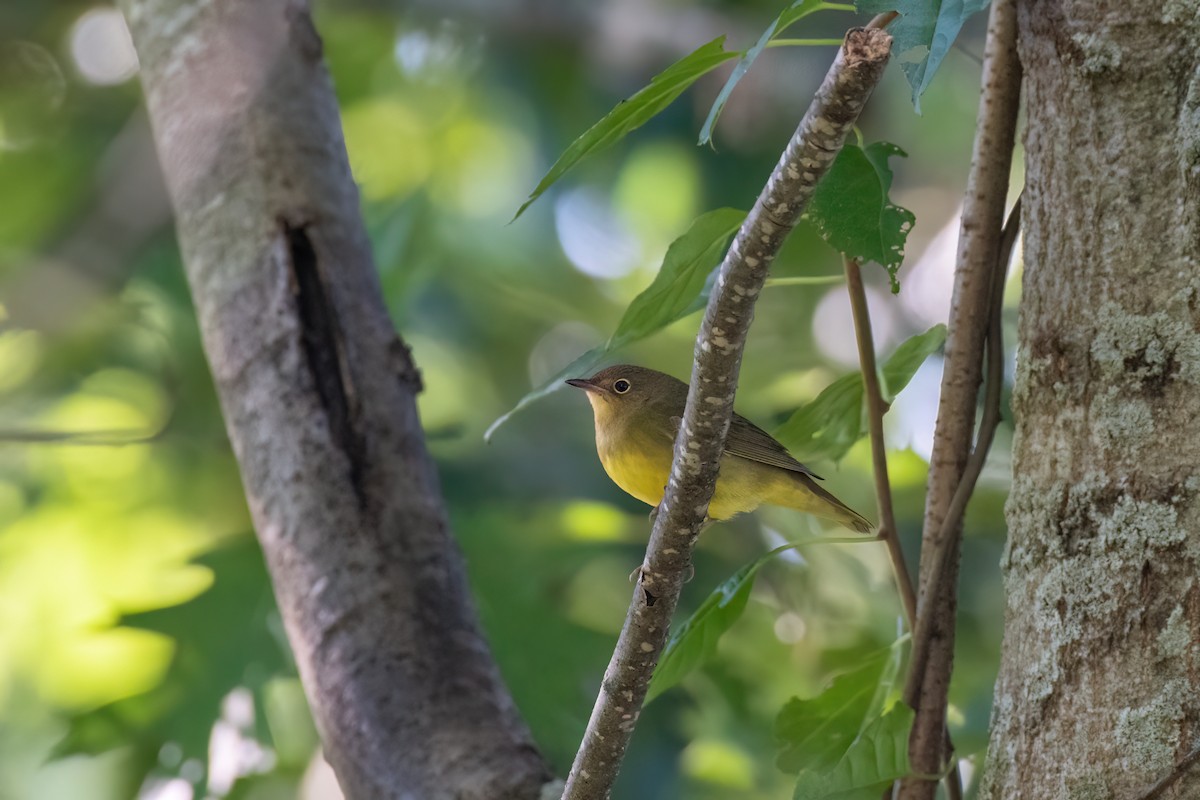 markparula - ML488057511