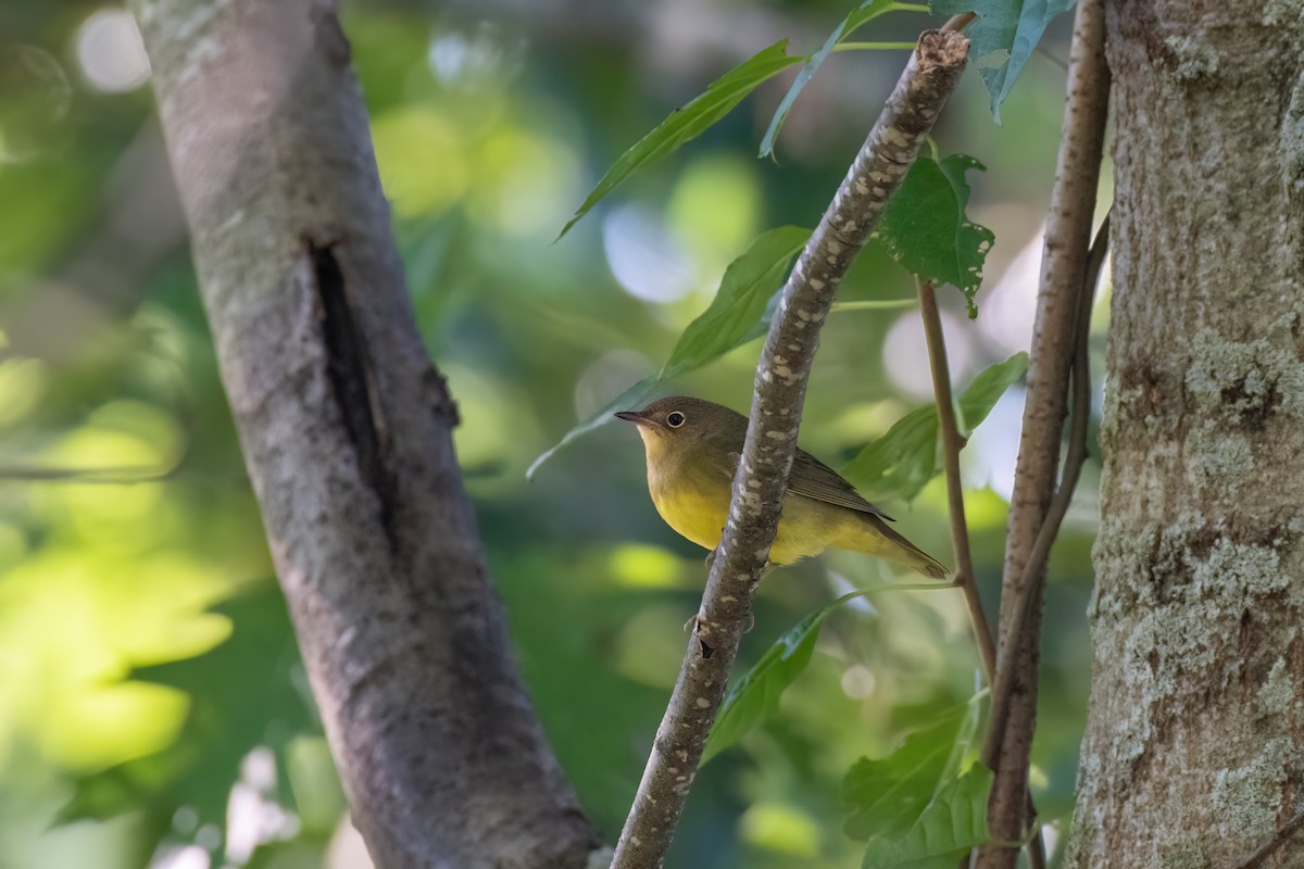 Connecticut Warbler - ML488057511