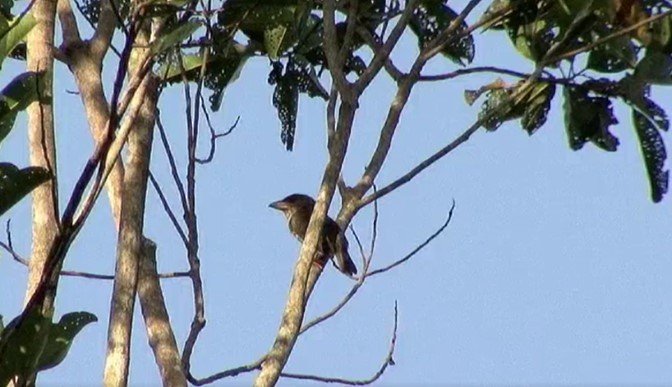 Sooty Barbet - ML488057551