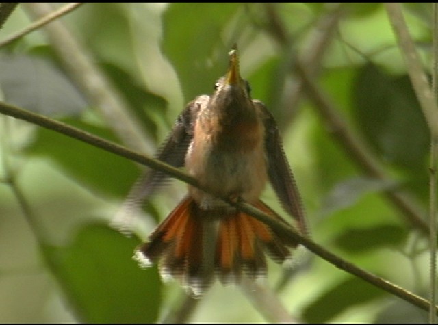 Rufous-breasted Hermit - ML488058