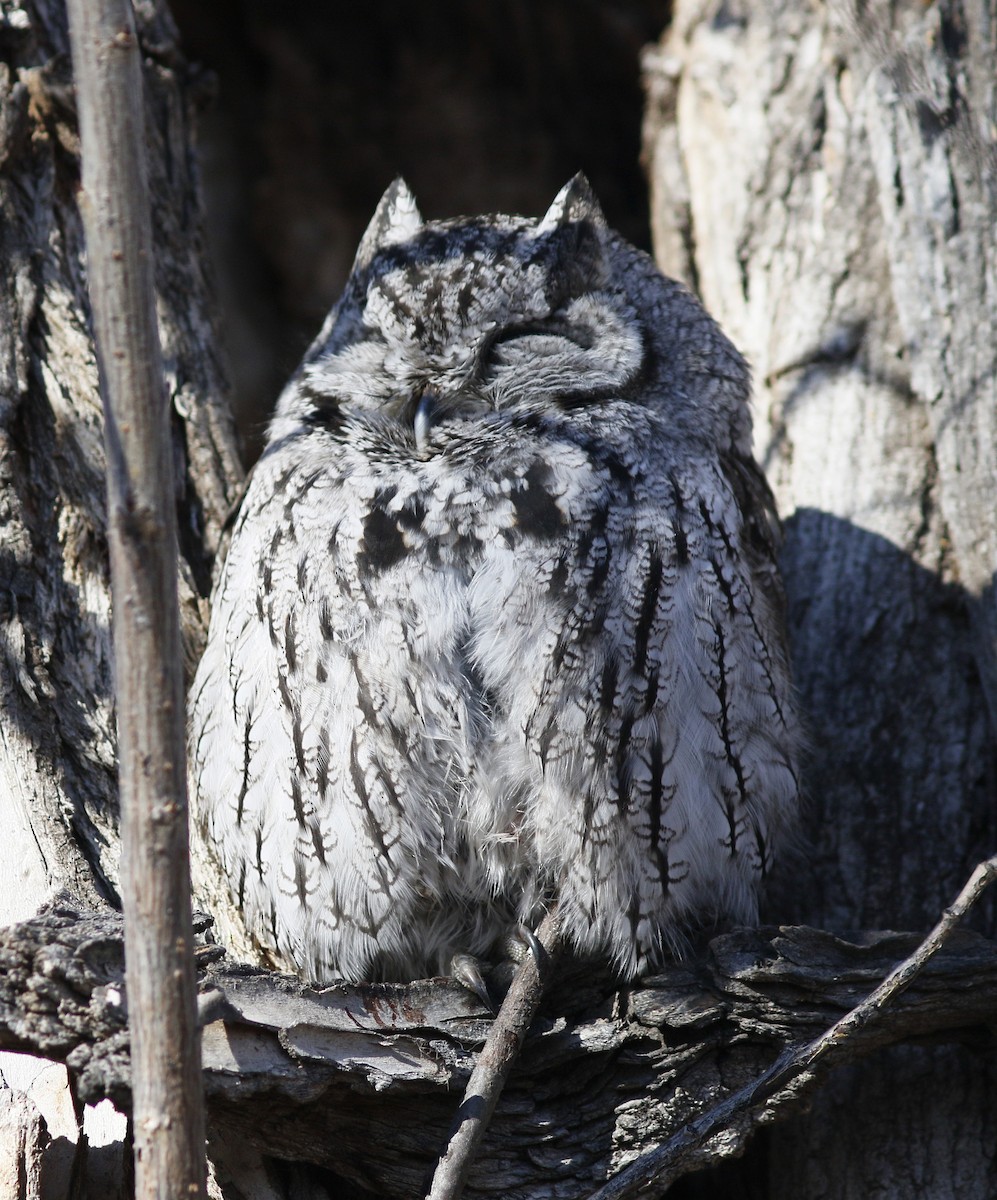 Western Screech-Owl - ML488059791