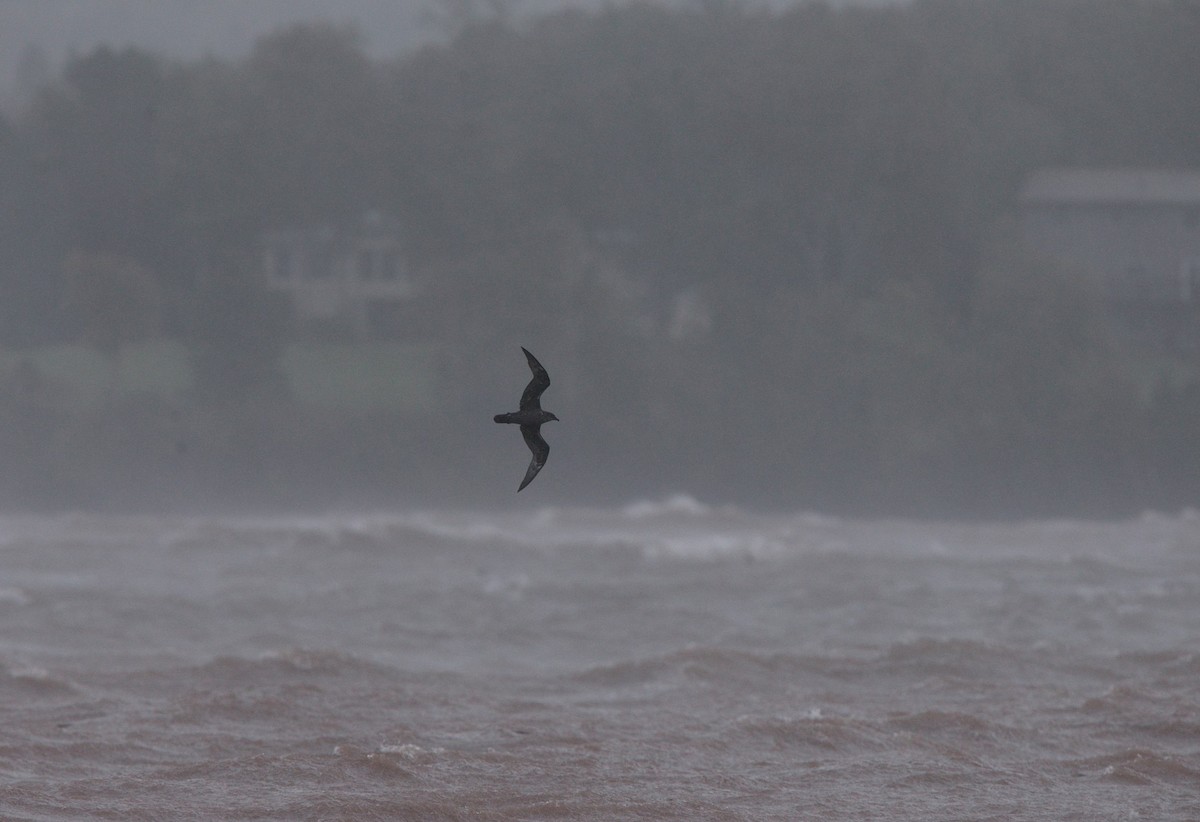 Trindade Petrel - Brandon Holden