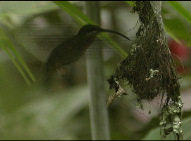 Ermite hirsute - ML488062