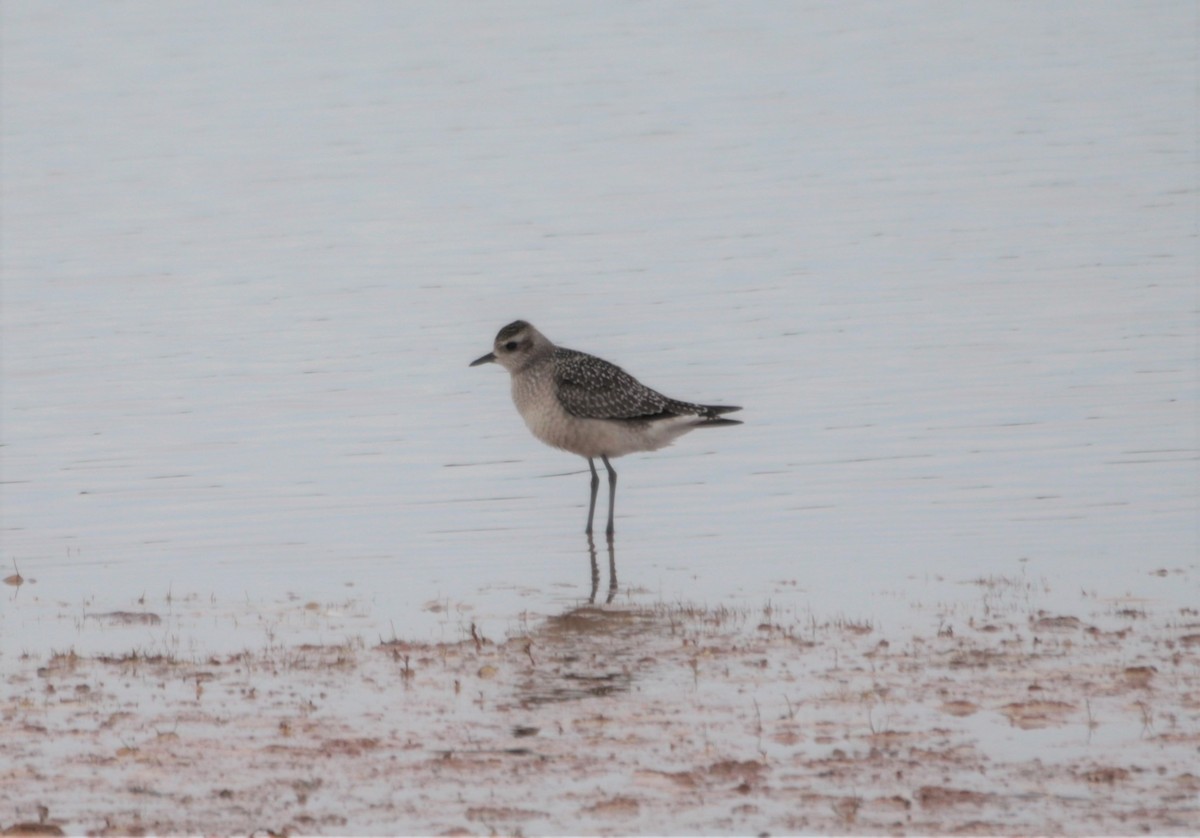 American Golden-Plover - ML488064681