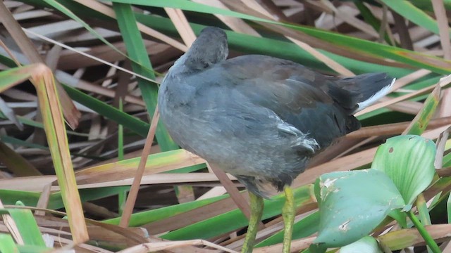 Common Gallinule - ML488066191