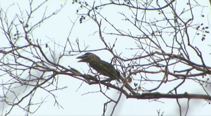 Red-vented Barbet - ML488066611