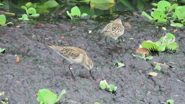 Semipalmated Sandpiper - ML488066701