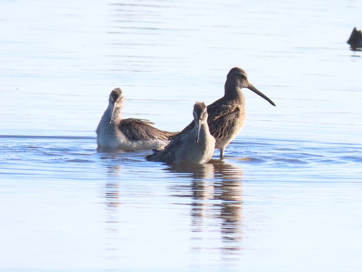 Short-billed Dowitcher - Thore Noernberg