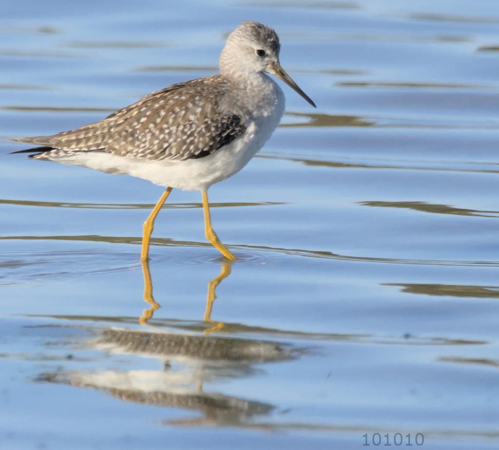 Greater Yellowlegs - ML488068141