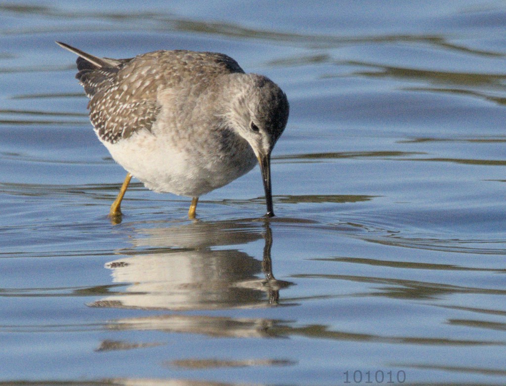 Greater Yellowlegs - ML488068151