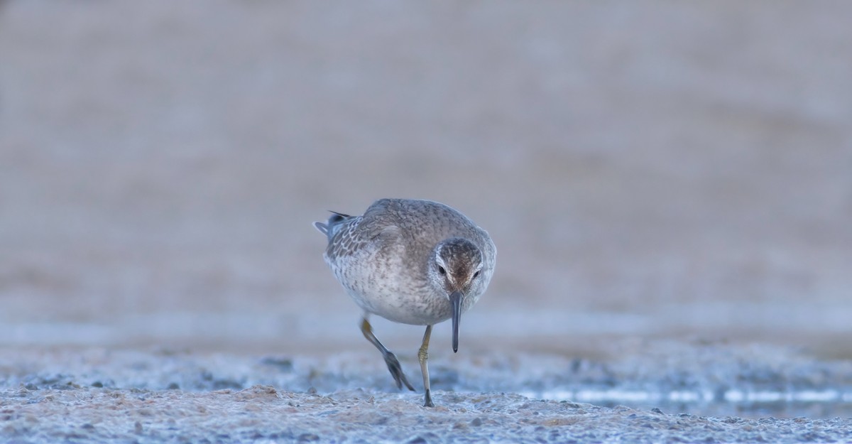 Red Knot - ML488068371