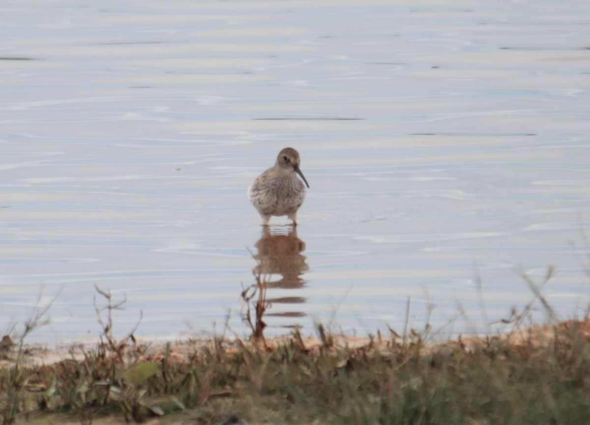 Dunlin - ML488069321