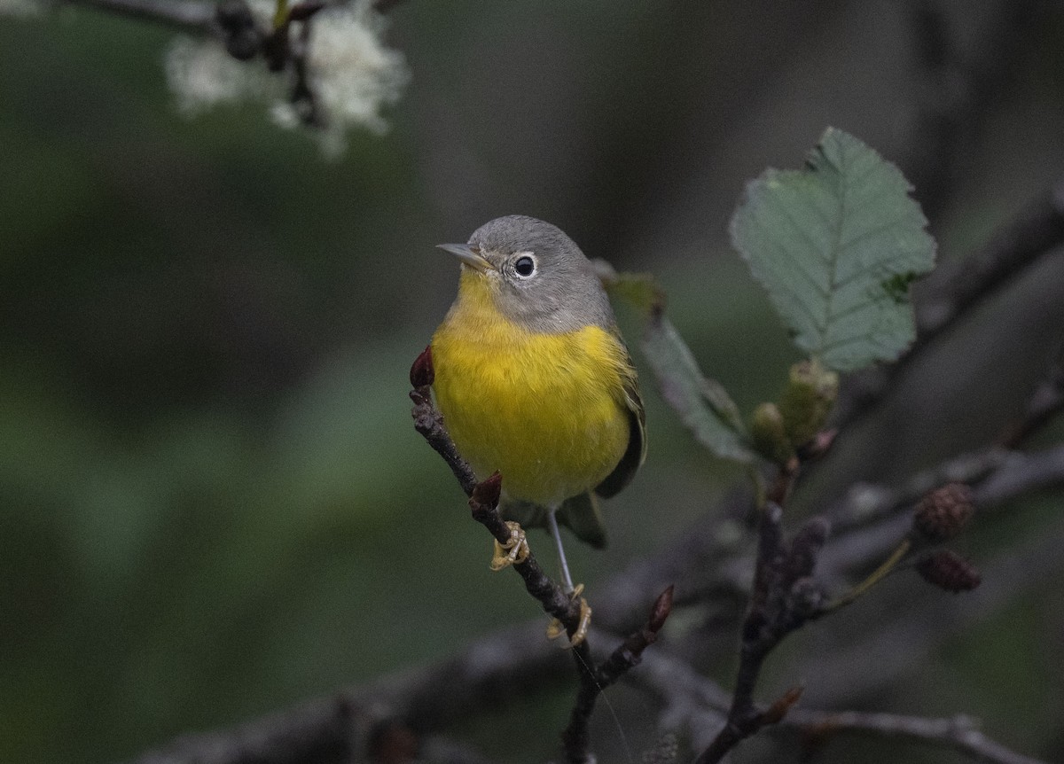 Nashville Warbler - ML488071641