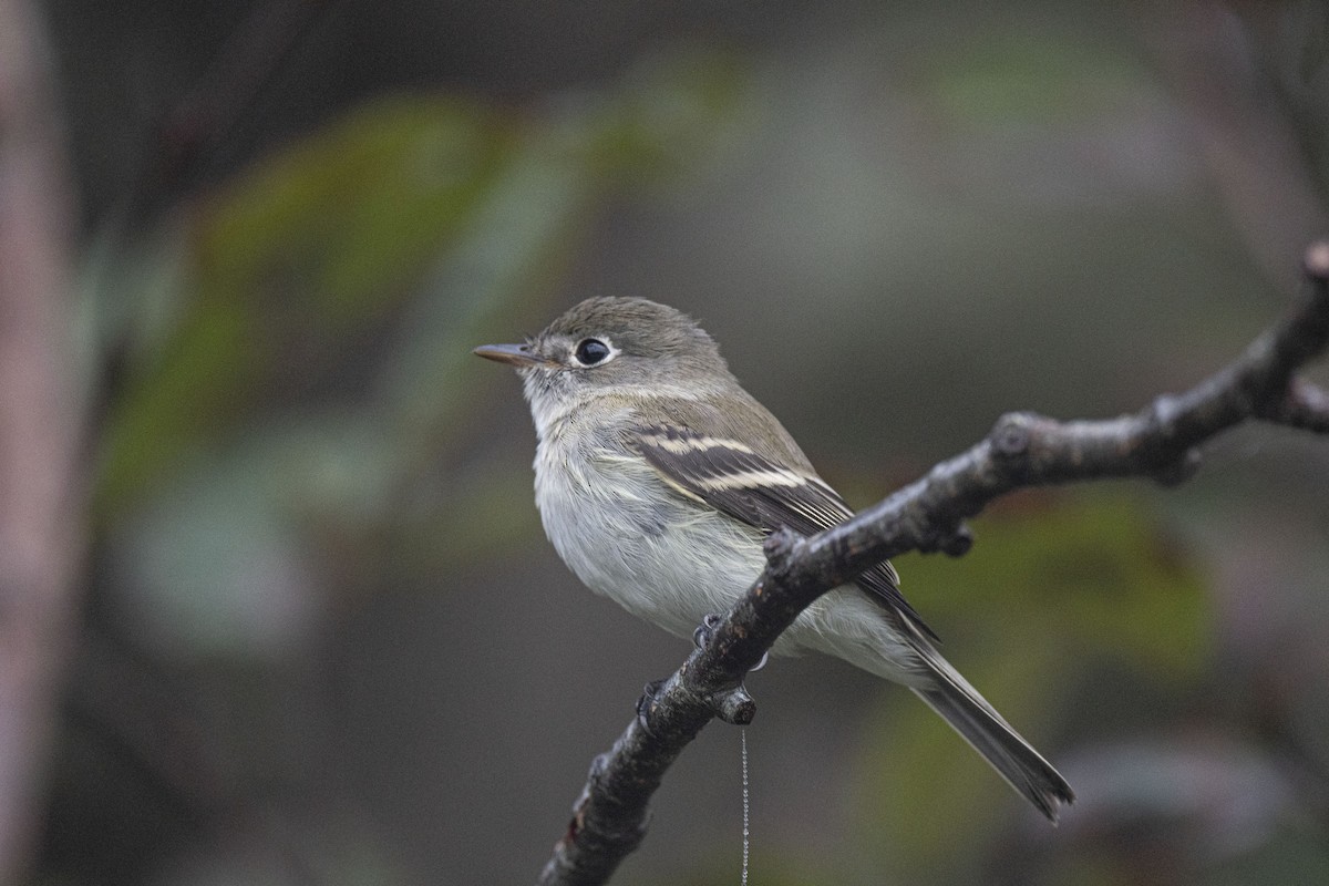 Least Flycatcher - ML488071751