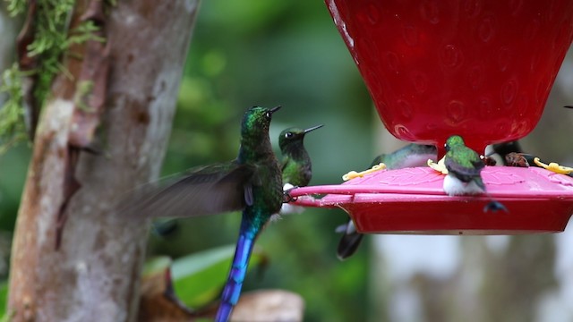 Long-tailed Sylph - ML488072