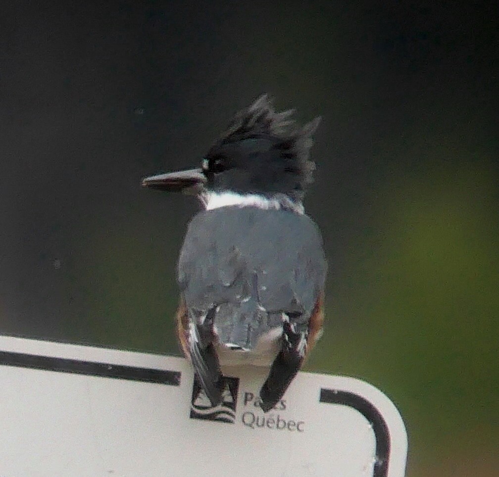 Belted Kingfisher - ML488072781