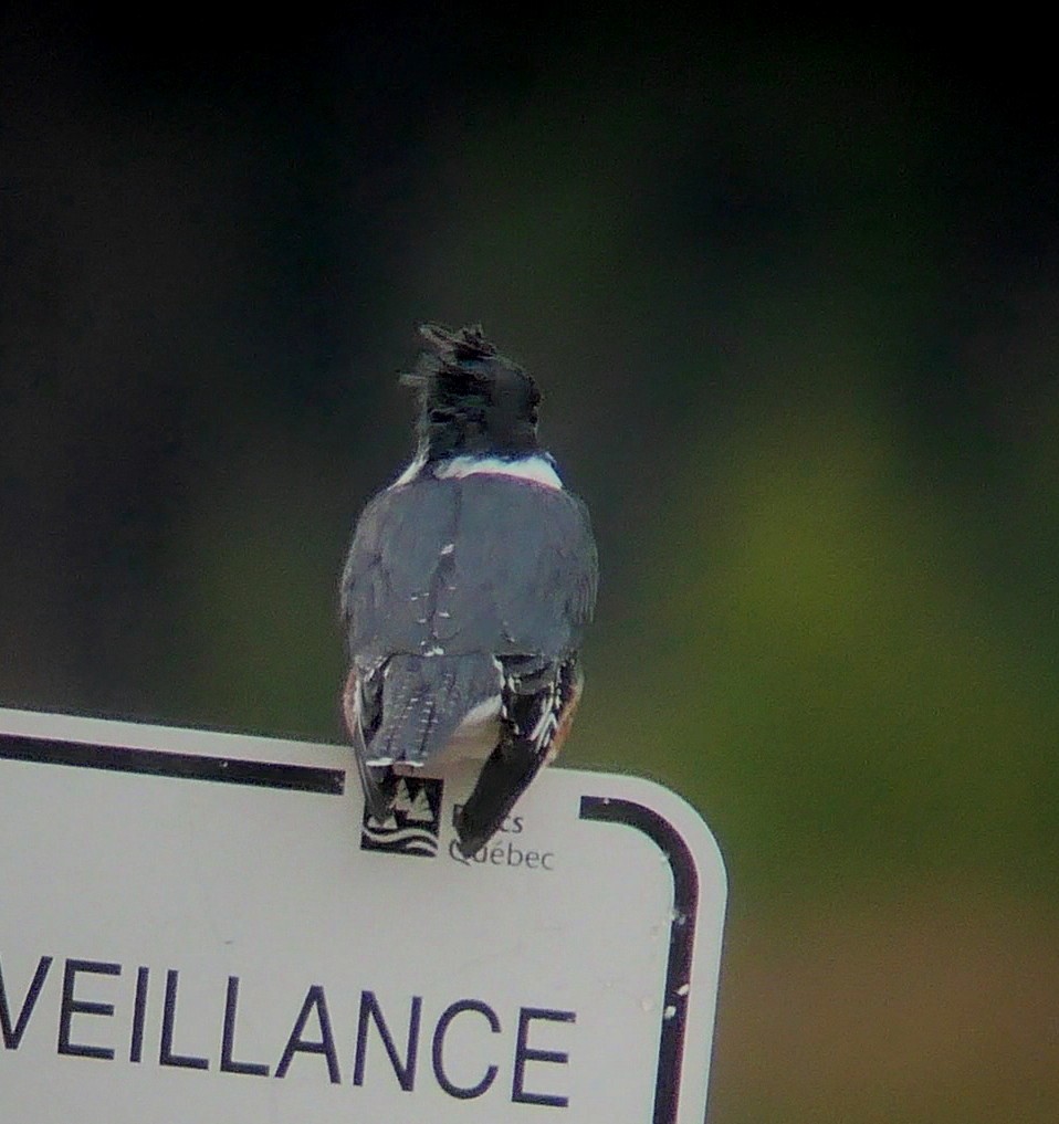 Belted Kingfisher - Sylvie Gagnon