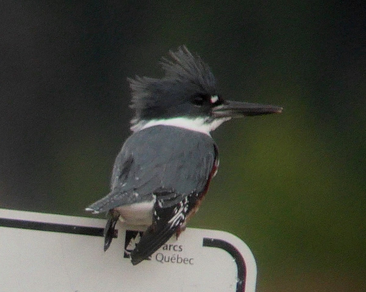 Belted Kingfisher - Sylvie Gagnon