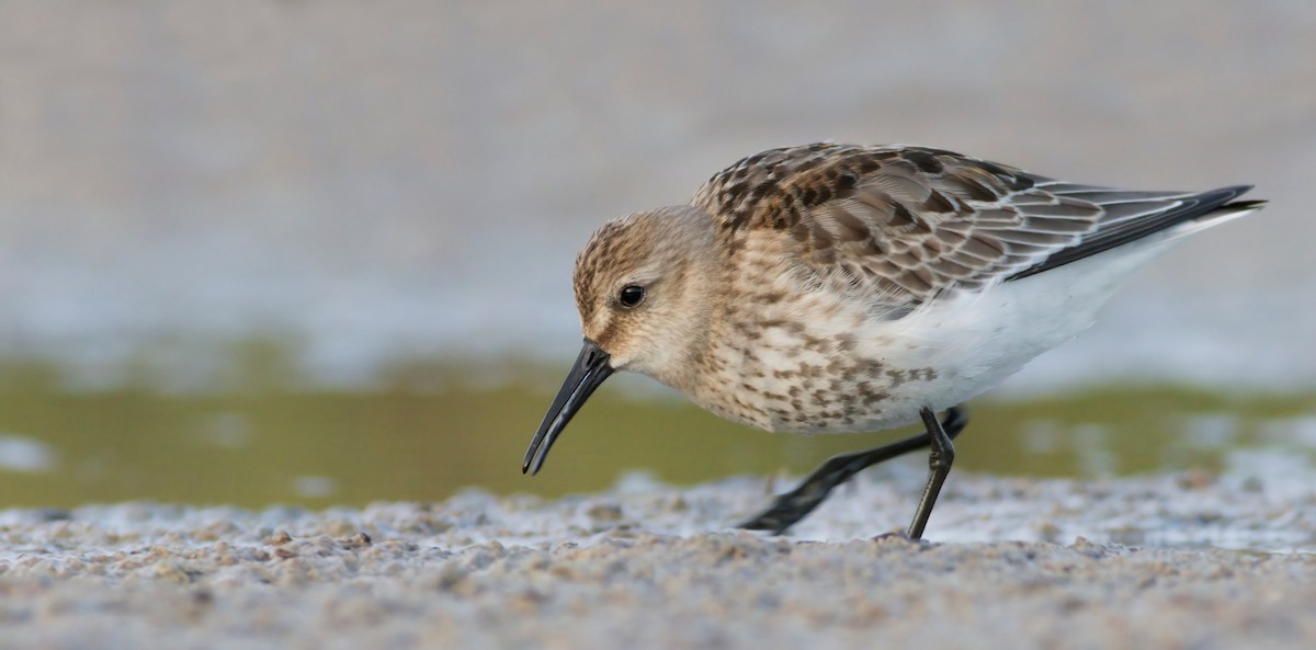 Dunlin - ML488074331