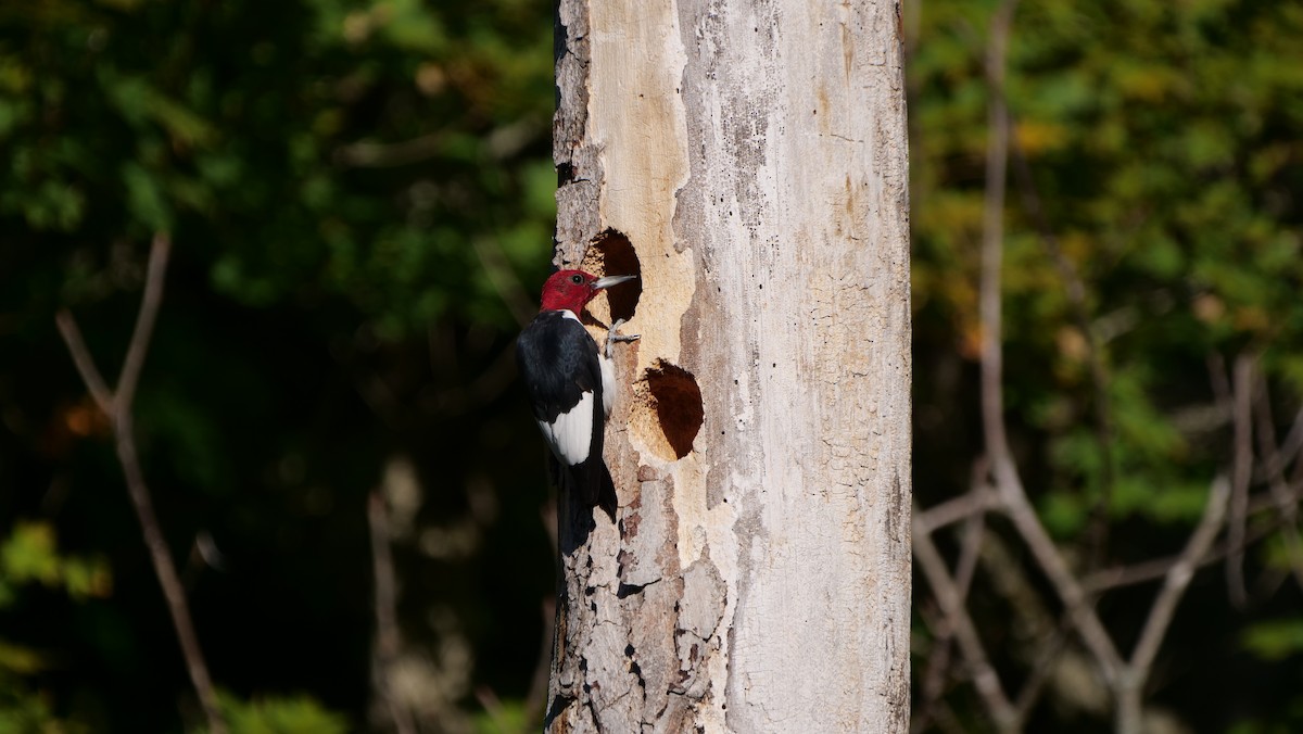 Red-headed Woodpecker - Mike Grant