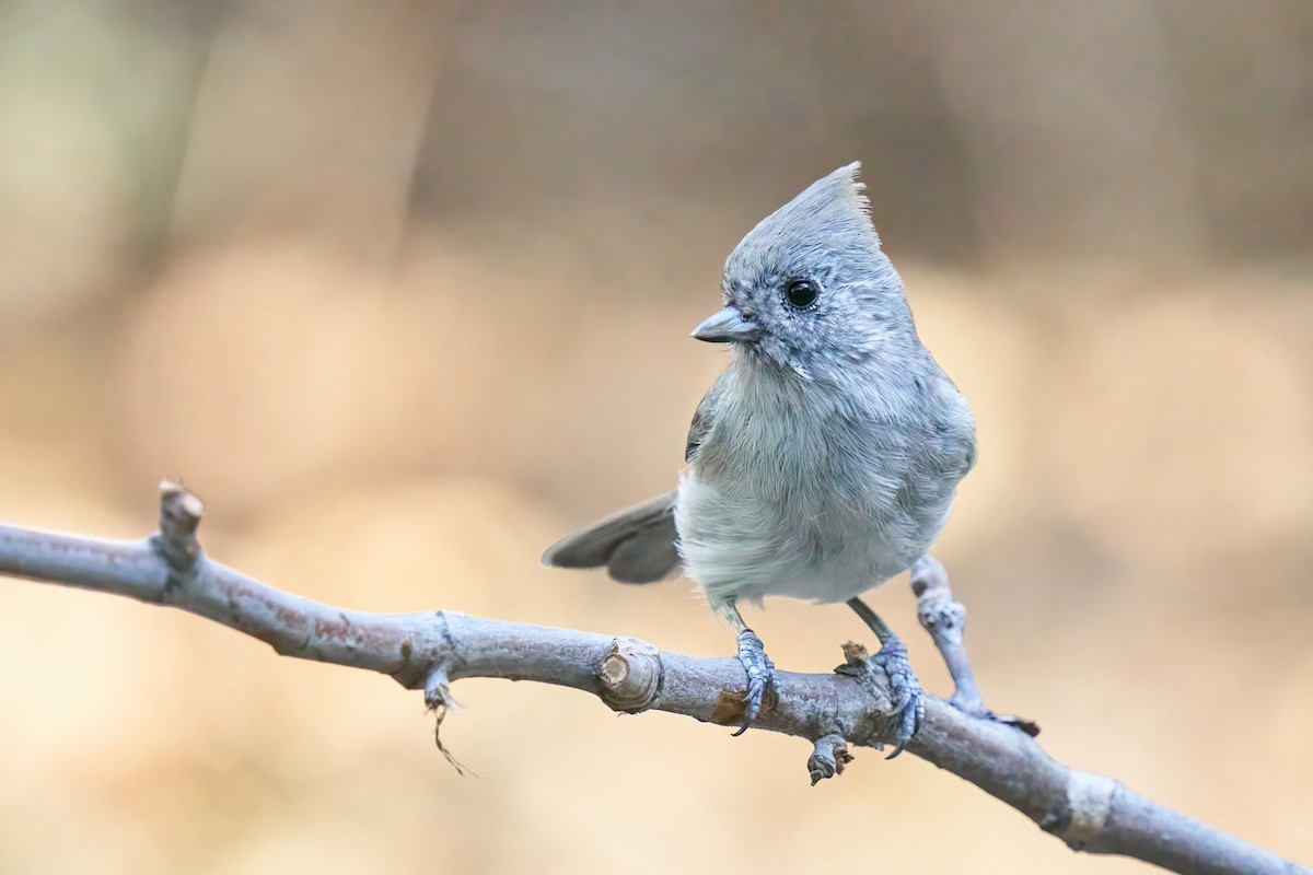 Oak Titmouse - Grigory Heaton