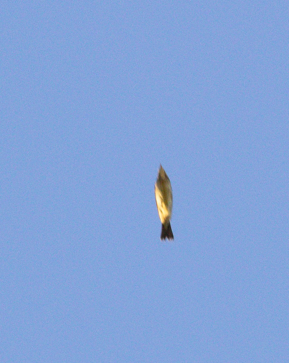 Dickcissel - Zealon Wight-Maier