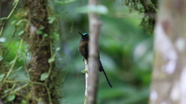 Long-tailed Sylph - ML488079