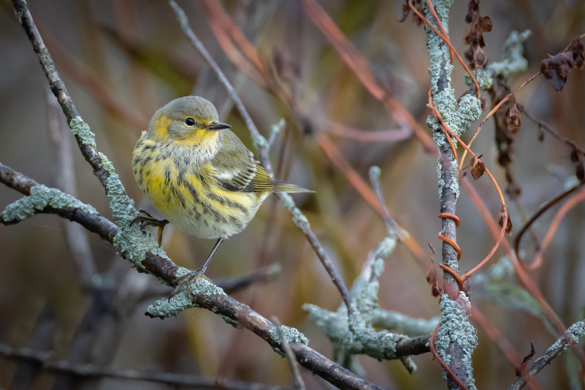 Cape May Warbler - ML488079781