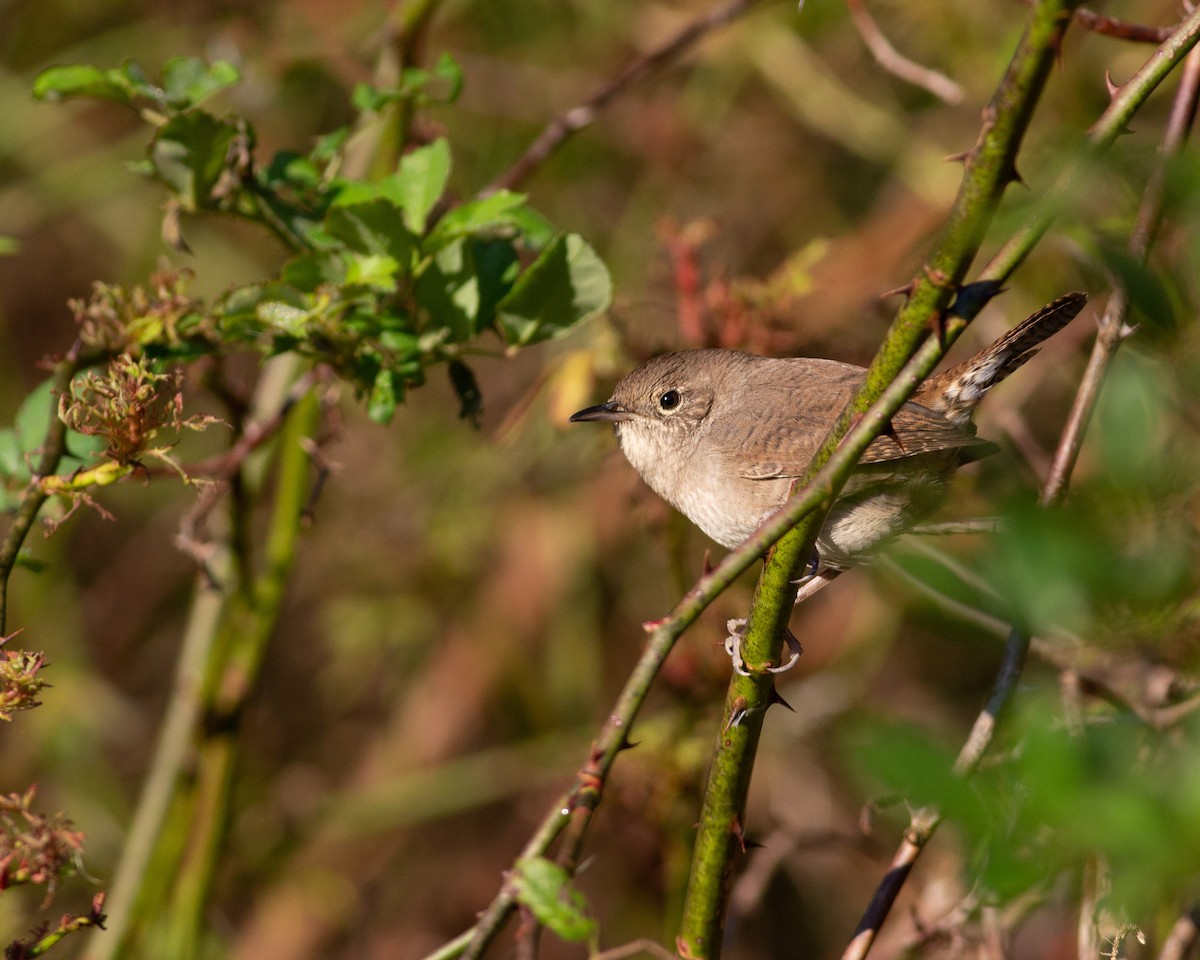 House Wren - ML488080141