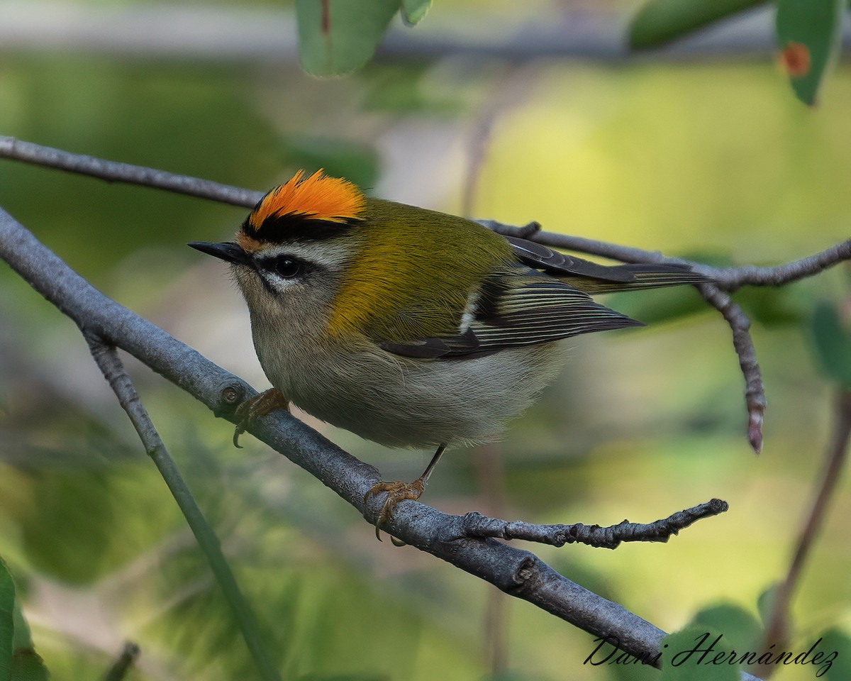 Common Firecrest - ML488080671