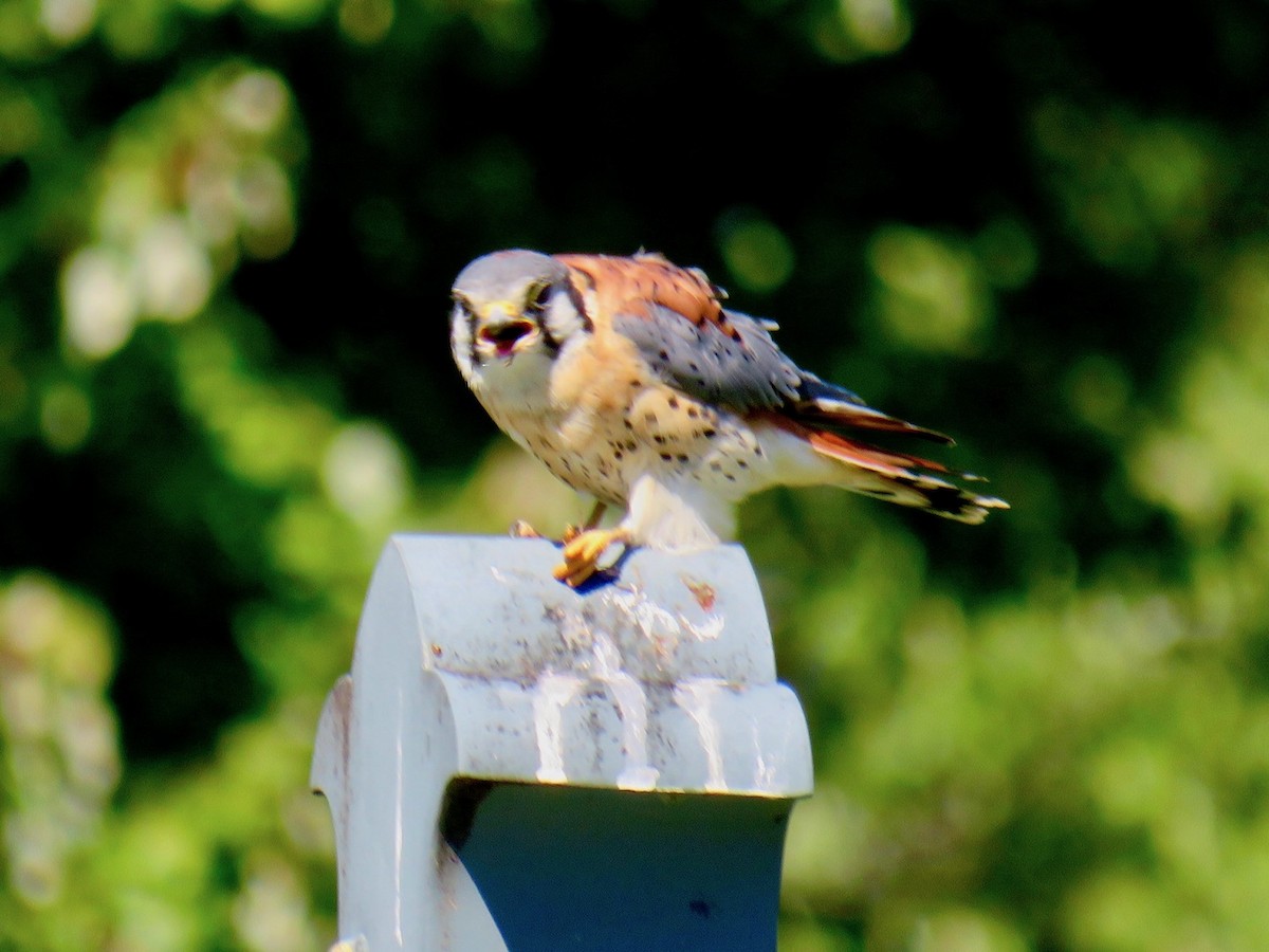 American Kestrel - ML488082801