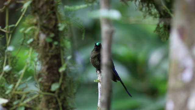 Long-tailed Sylph - ML488083