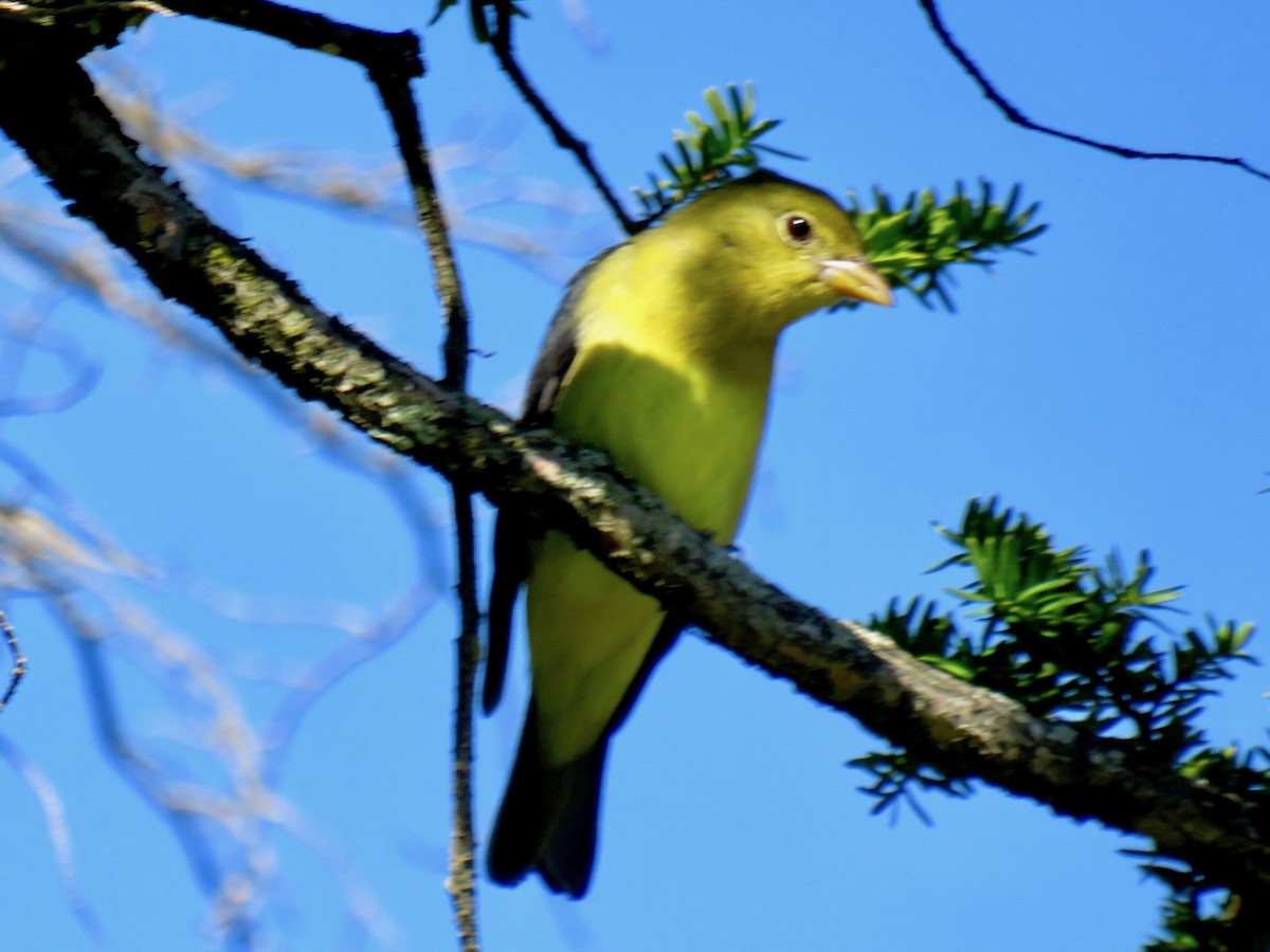 Scarlet Tanager - ML488083181