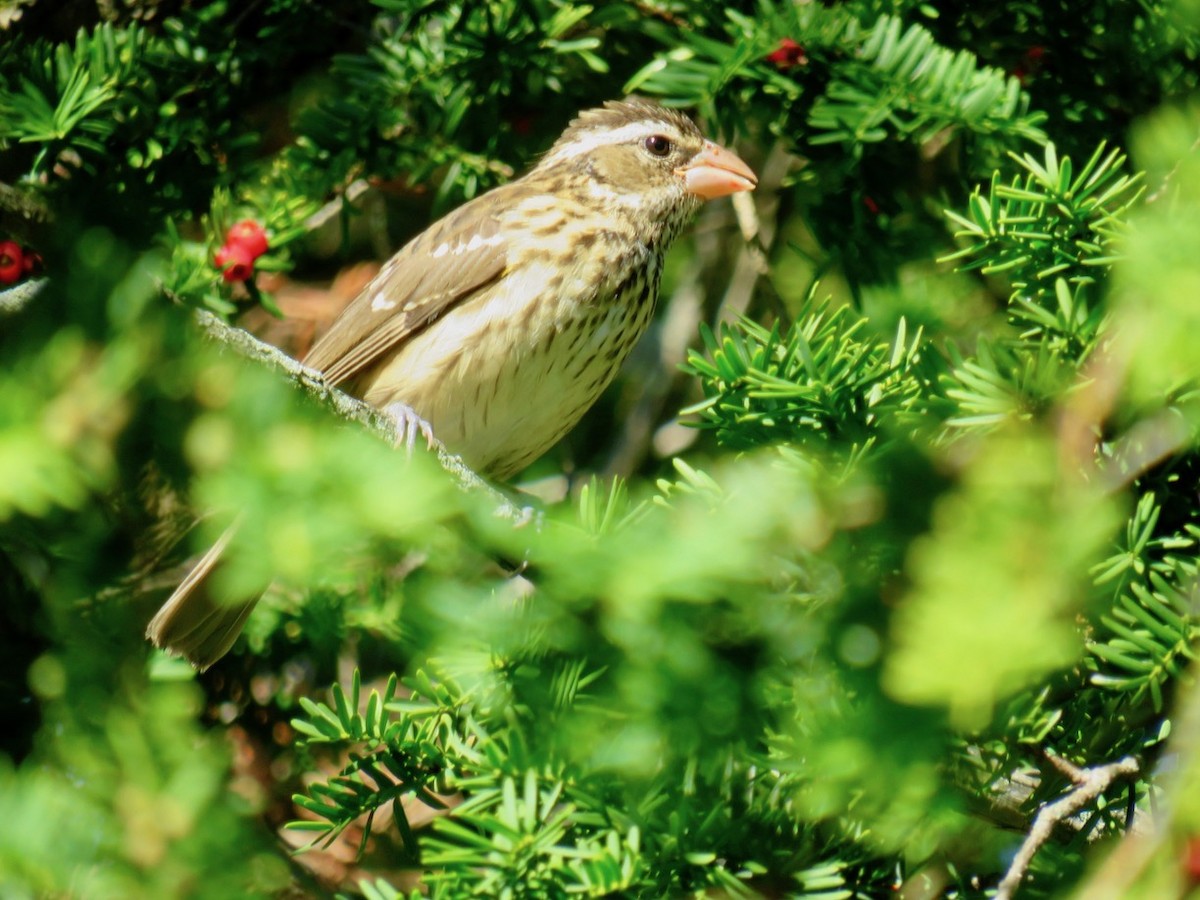 Rose-breasted Grosbeak - ML488083291