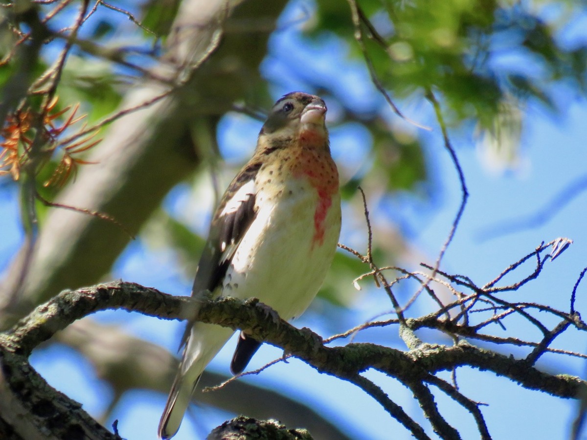 Rose-breasted Grosbeak - ML488083301