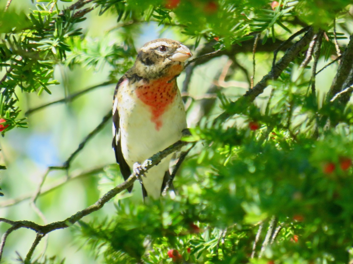 Rose-breasted Grosbeak - ML488083311