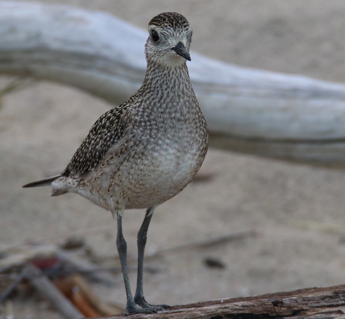 American Golden-Plover - ML488083691