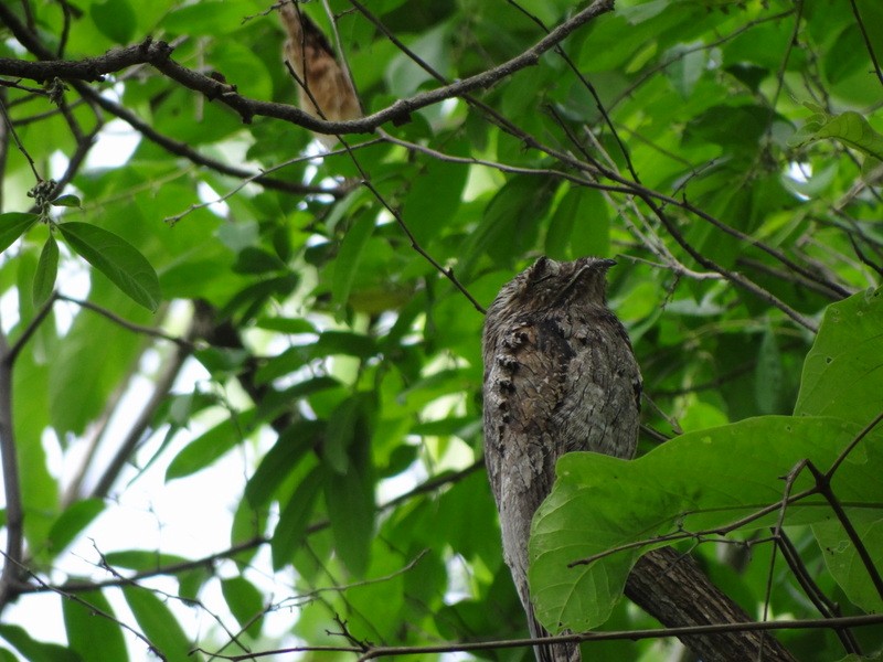 Common Potoo - ML48808481